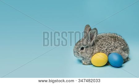 Egg Hunt Is Coming. Adorable Easter Bunny Near By Painted Eggs Isolated On Blue Studio Background, F