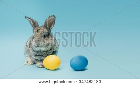 Egg Hunt Is Coming. Adorable Easter Bunny Near By Painted Eggs Isolated On Blue Studio Background, F
