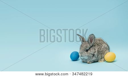Egg Hunt Is Coming. Adorable Easter Bunny Near By Painted Eggs Isolated On Blue Studio Background, F