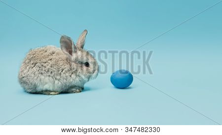 Egg Hunt Is Coming. Adorable Easter Bunny Near By Painted Eggs Isolated On Blue Studio Background, F