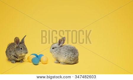 Egg Hunt Is Coming. Adorable Easter Bunnies Near By Painted Eggs Isolated On Yellow Studio Backgroun