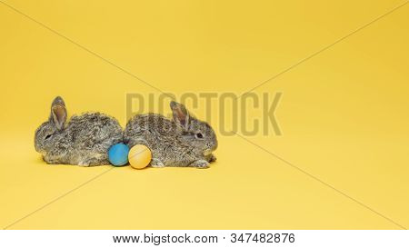 Egg Hunt Is Coming. Adorable Easter Bunnies Near By Painted Eggs Isolated On Yellow Studio Backgroun