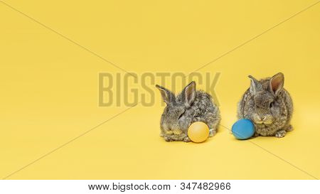 Egg Hunt Is Coming. Adorable Easter Bunnies Near By Painted Eggs Isolated On Yellow Studio Backgroun