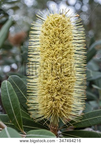 A Yellow Banksia Flower Growing In The Australian Wilderness. This Native Shrub Botanically Belongs 