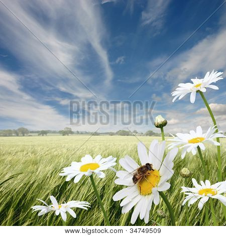 Un paesaggio di estate con margherita margherite e Honey Bee