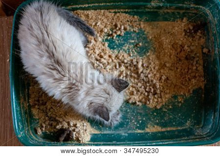 Closeup Of Cat Overweight Constipated Sick Trying To Go To The Bathroom In Box At Home Sad Looking D