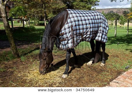 Cavallo, coperta