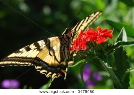 关于红色花朵老虎 Swallotail