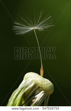 Last Single Seed Standing On Top Of White Dandelion Flower. Marco Photo, Closeu