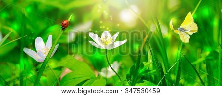 Dreamy White Spring Anemone Flower Bloom, Grass, Ladybug, Butterfly Close-up Against Sunlight Panora