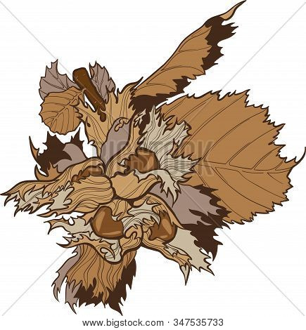Hazelnut, Filbert Branch With Leaves Vector Handdraw