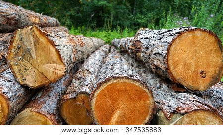Large Logs Lie In A Pile On A Background Of Green Forest. Pine Logs, Cut Down By Logging Against The