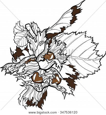 Hazelnut, Filbert Branch With Leaves Vector Handdraw