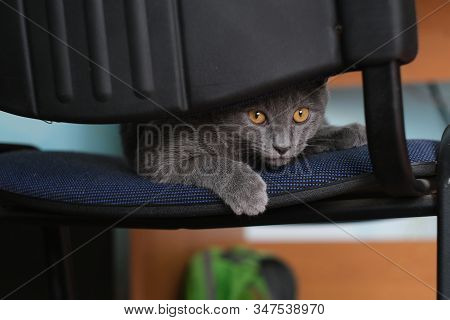 Paws Of The Sleeping, Striped, Domestic British Kitten Hiding At Chair