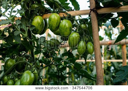Ripe Red And Green Tomatoes On Tomato Tree In The Thai Garden.
