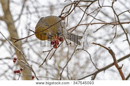 Close-up Wild Bird Eats Small Apples On A Tree In Winter.