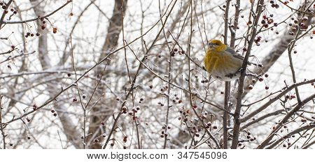 Wild Bird Eats Small Apples On A Tree In Winter.