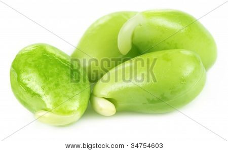 Spiselige frø af hyacinth bønner
