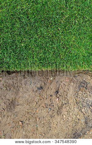 Straigh Line Of New Freshly Installed Green Rolled Lawn Grass . Dirt Watered Soil Prepared For Insta