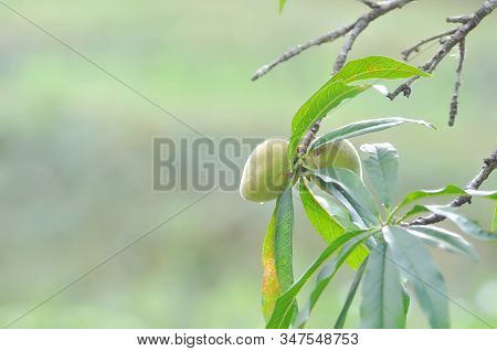 Peach Plant Or Peach Tree, Prunus Persica Or Prunus Persica Tree