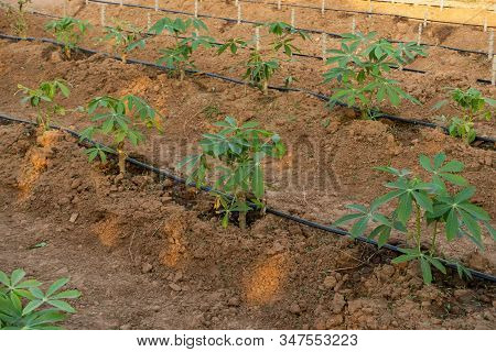 Big Cassava On The Floor, Thai Farm.