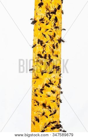 Yellow Flypaper (fly Ribbon Or Fly Strip) With Dead Flies On It.