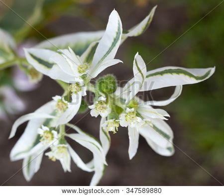 Euphorbia Marginata (snow-on-the-mountain, Smoke-on-the-prairie, Variegated Spurge, Whitemargined Sp