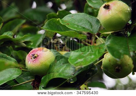 Seasonal Green Apples Ripen On Apple Tree In The Rain. Cold Weather  And Rains Affect The Yield Of F