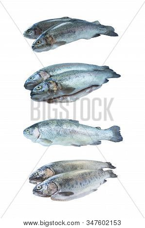 Fish Rainbow Trout, Isolated On A White Background. Rainbow Trout Over White Background. Fish With C