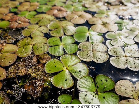 Selective Focus, Close-up View Of Midges Sitting On The Duckweed (lemnoideae) In A Pond In The Sunny