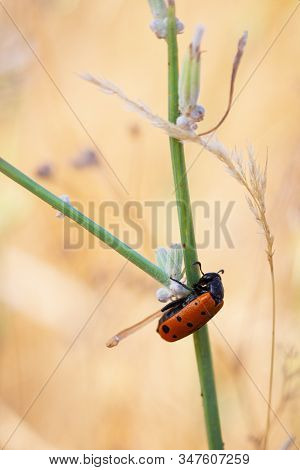 Mylabris Hieracii. Beetle In Its Natural Environment.