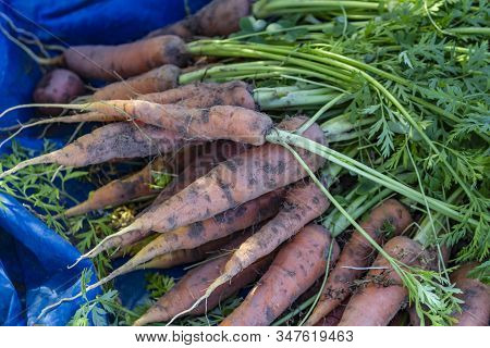 Fresh And Organic Carrots Harvested From The Garden.