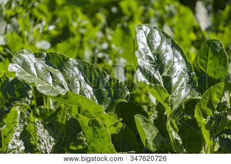 Organic Chard Leaves In Agriculture Field Organic Chard Leaves In Agricultural Field On A Sunny Day 