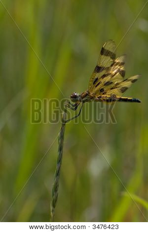 Halloween Pennant Dragonfly (Celithemis Eponina)