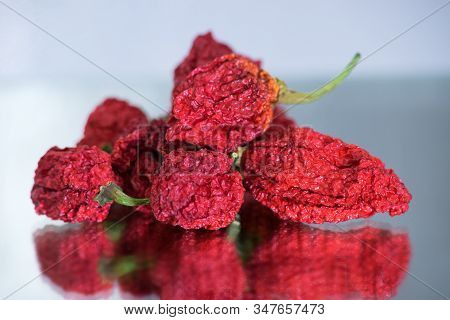 Trinidad Moruga Scorpion (capsicum Chinense) Is An Extremely Hot Chilli Pepper Originating In The Mo