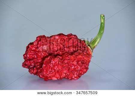 Trinidad Moruga Scorpion (capsicum Chinense) Is An Extremely Hot Chilli Pepper Originating In The Mo