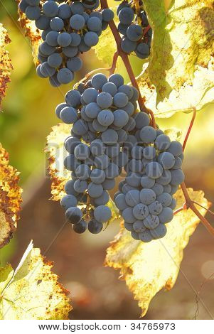 Uvas de otoñales