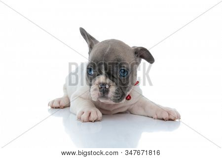 Eager French bulldog cub curiously looking away while wearing a red collar and laying down on white studio background