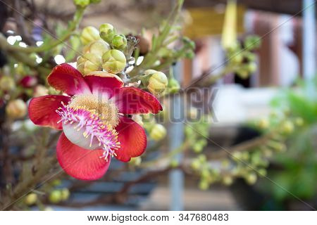 Closeup Of Couroupita Guianensis Or Sal Flower Or Cannonball Tree Flower