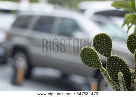 Closeup Of Opuntia Ficus-indica Cactus At The Canary In Tenerife