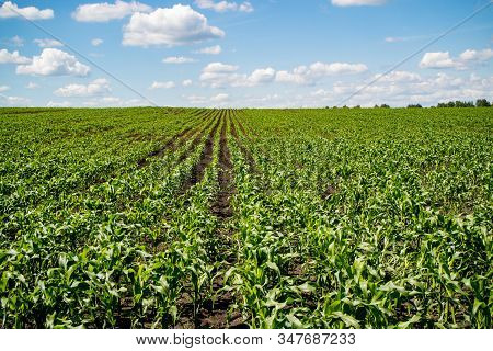 Summer Corn Plantation Young Sprouts Up To The Horizon. Agritourist Walks In The Sky And Field
