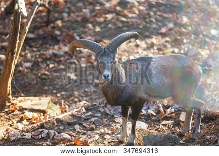 Wild moufflon in Cyprus forest