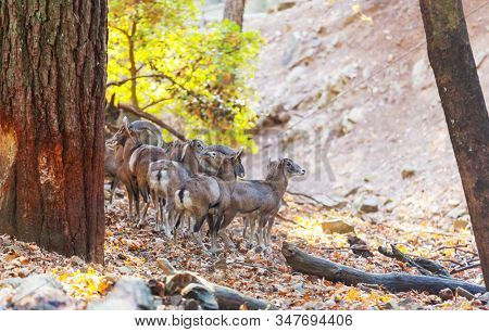 Wild moufflon in Cyprus forest