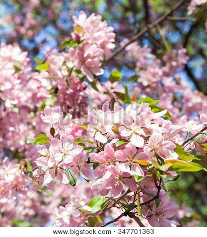 Pink Spring Blossom. Blooming Branches In The Garden. Close-up.