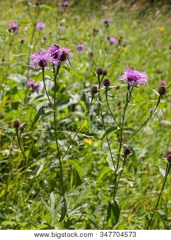 Knapweed (cornflower) Flowers (centaurea Jacea) In The Summer Field. Close-up.