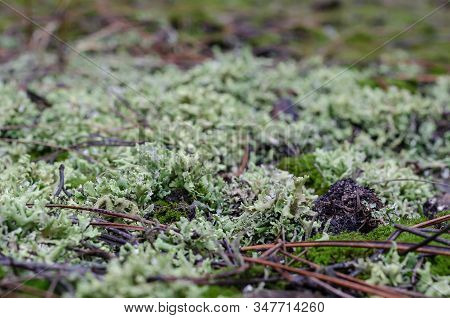 Evernia Plum, Or Oak Moss (evernia Prunastri). A Closeup Of A Gray Forest Lichen. Wild Moss For Land