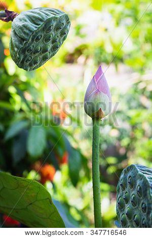 Lotus Buds And Shower Shaped Faded Lotus  Flower.