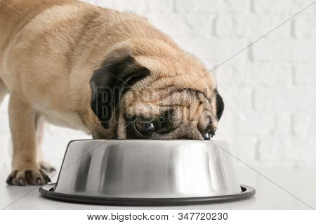 Cute Pug Dog Eating From Bowl Near White Brick Wall