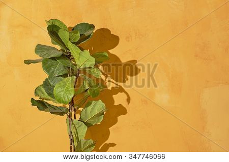 Ficus Lyrate Plant Indoors On A Yellow Wall Background. On The Wall Is A Beautiful Shadow From The L