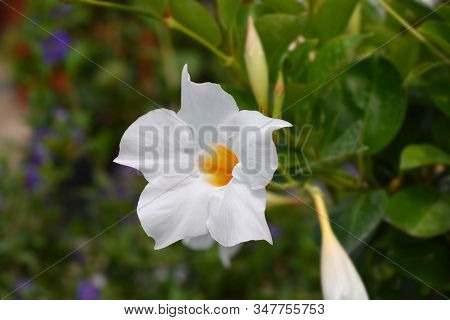 Mandevilla Sundaville White Flower - Latin Name - Mandevilla (dipladenia) Sundaville